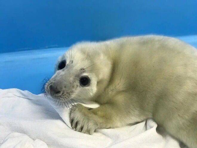 День защиты бельков: зоолог рассказал о спасении детенышей тюленей в России