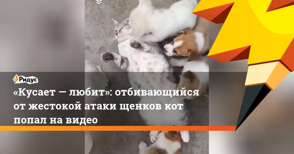 «Кусает— любит»: отбивающийся отжестокой атаки щенков кот попал навидео