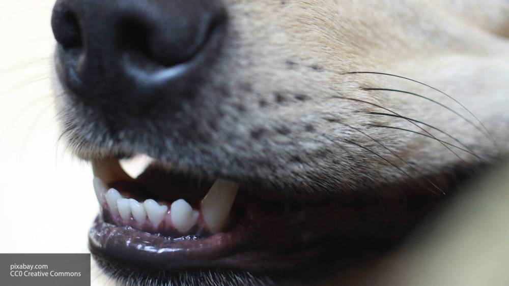Неизвестные выбросили зарезаных собак возле жилого дома в Нижневартовске