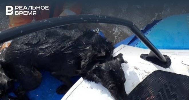 Челнинские спасатели вытащили тонущую собаку и помогли рыбаку с отказавшими ногами