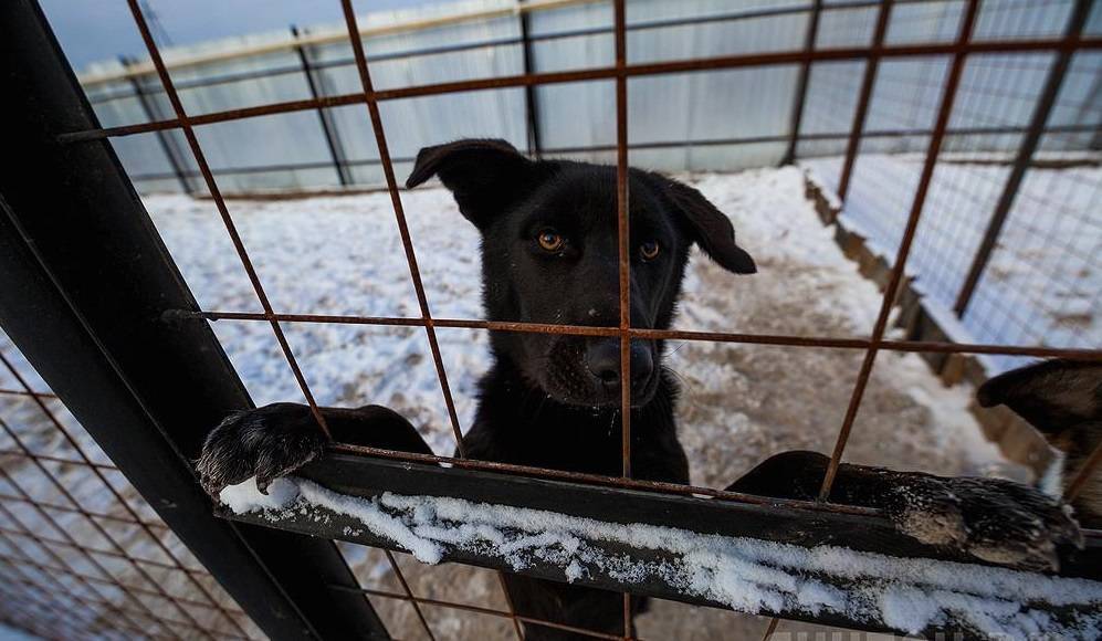 Зоозащитники назвали бутафорией карантин, объявленный в якутском приюте, где были убиты 200 животных