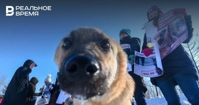 На отлов бродячих собак в Казани потратят 1,8 млн рублей, исполнителем будет ООО «Зооцентр»
