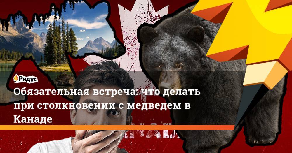 Обязательная встреча: что делать при столкновении с медведем в Канаде
