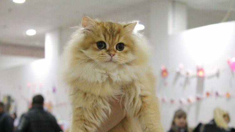 Мартовские котики: выставка кошек в Симферополе