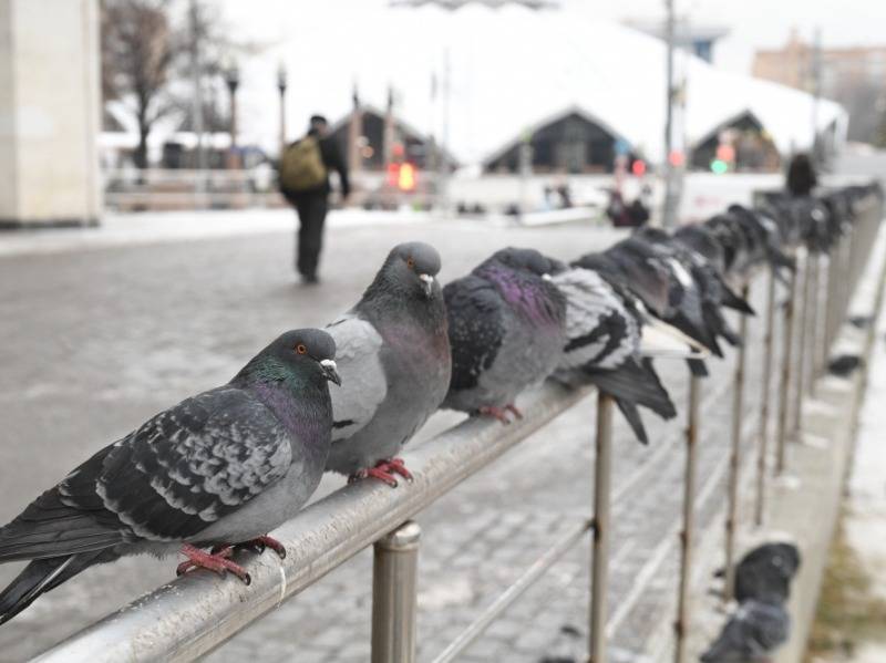 Город в Приморском крае обвешали мертвыми голубями и воронами