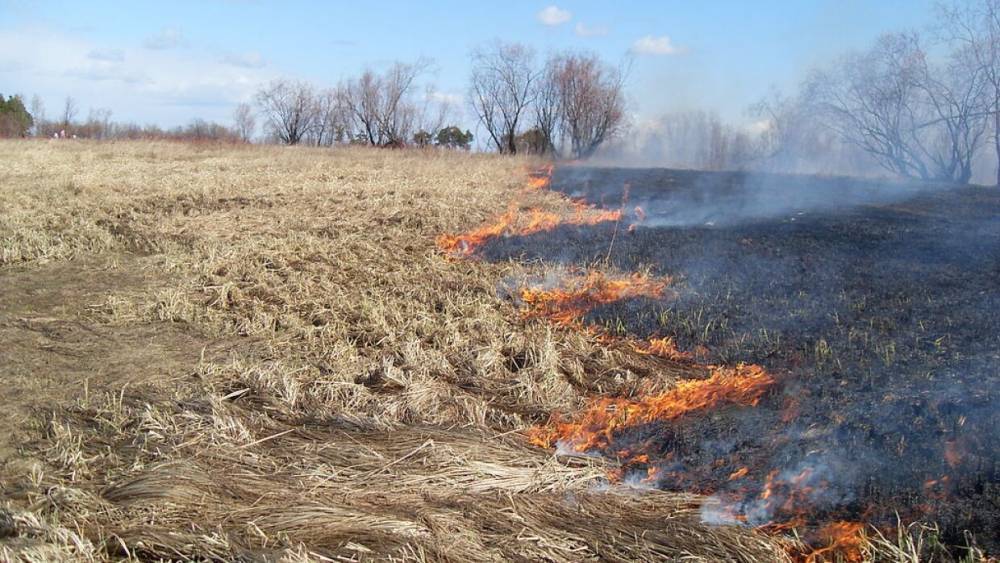 Поджигатели прошлогодней травы чуть не сожгли лесной массив возле Уграды