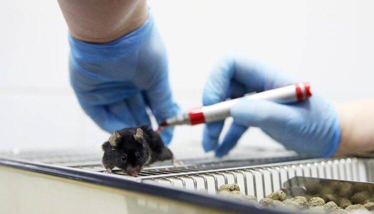 Мышей для испытания вакцины от COVID-19 продают по цене до $3 тыс. за штуку