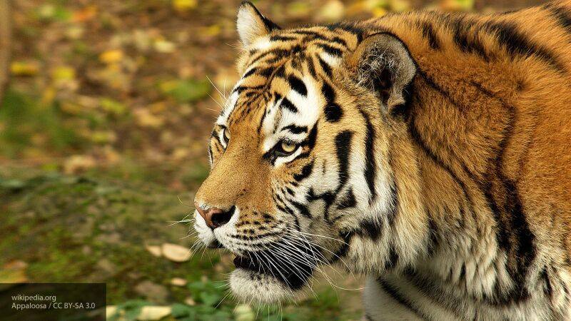 Ветеринарам не удалось спасти тигрицу из Хабаровского края, сбитую большегрузом