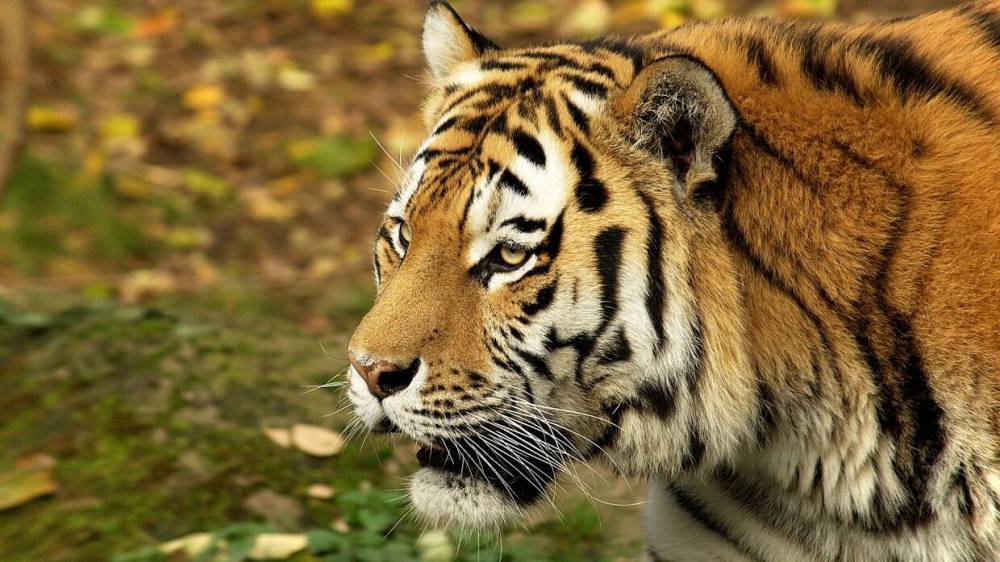 Полиция ищет сбившего амурскую тигрицу водителя в Хабаровском крае