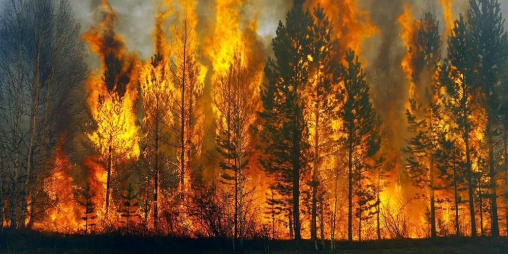 В Сибири горят около 30 тысяч га леса
