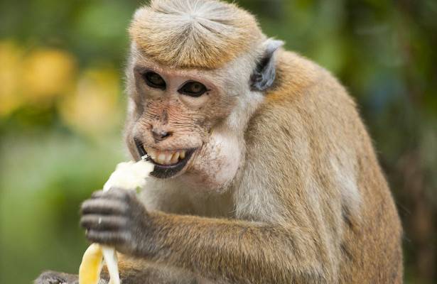 Голодные обезьяны «атаковали» Тайланд из-за коронавируса