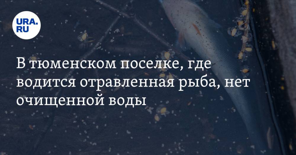 В тюменском поселке, где водится отравленная рыба, нет очищенной воды