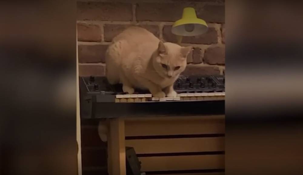 Кошка сыграла на пианино зловещую мелодию и напугала пользователей Сети