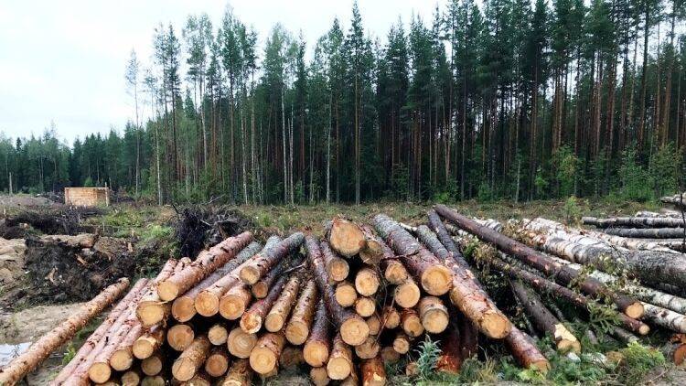 Счетная палата РФ оценила ущерб от незаконной вырубки лесов