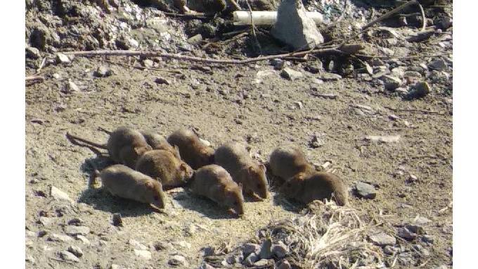 Жители Приморского района пожаловались на нашествие крыс