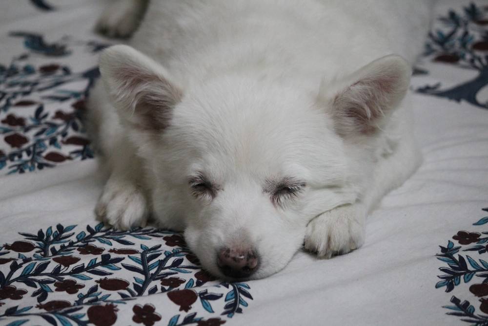 В Гонконге умерла единственная собака, заразившаяся коронавирусом от хозяина