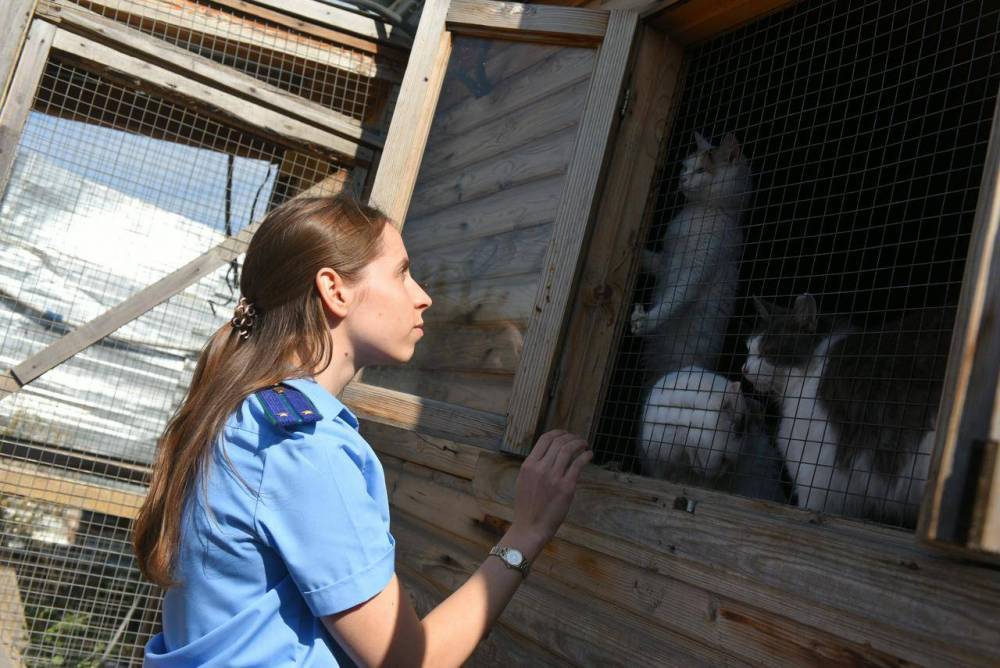 Генпрокуратура призвала внимательнее следить за приютами для животных