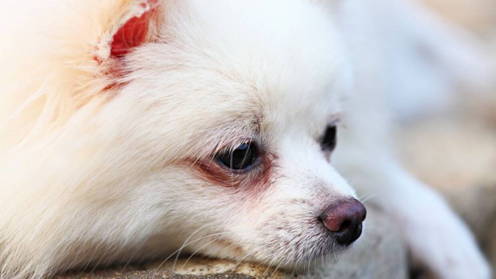 Перенесшая коронавирус собака умерла в Гонконге