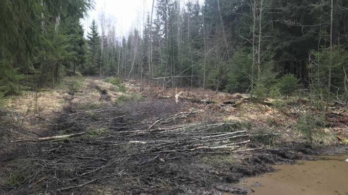 Администрация Выборга борется с незаконной вырубкой леса