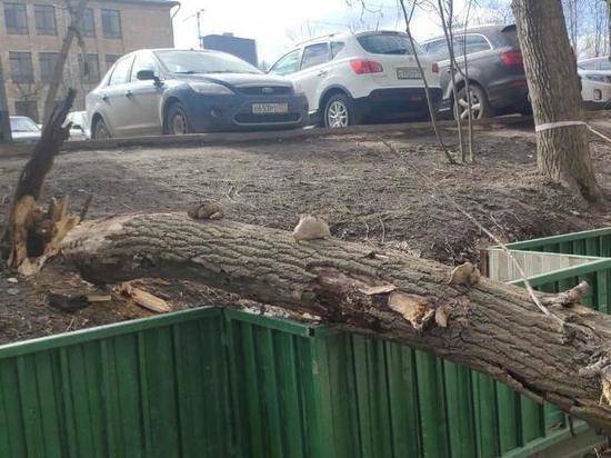 Дерево, упавшее на женщину в центре Москвы, не входило в список аварийных