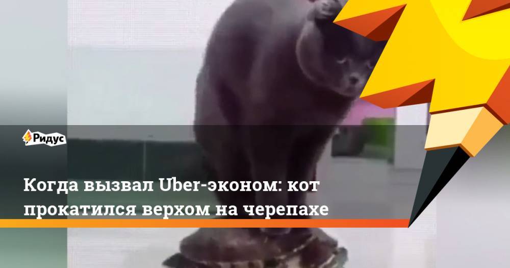 Когда вызвал Uber-эконом: кот прокатился верхом на черепахе