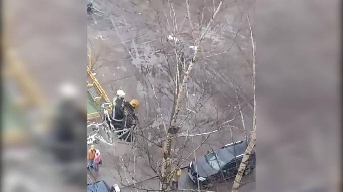 Петербургского котика снимать с березы приехали две пожарные машины