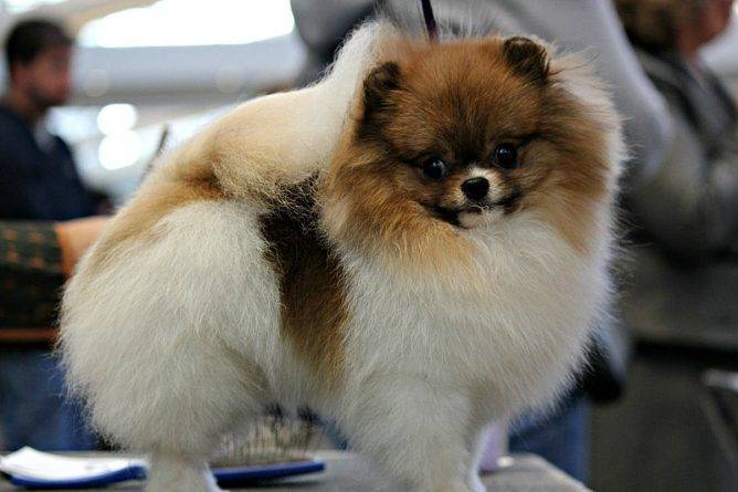 Первая собака, у которой диагностировали коронавирус, умерла в Гонконге