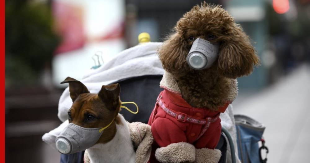 В Гонконге зарегистрировали смерть первой заразившейся коронавирусом собаки