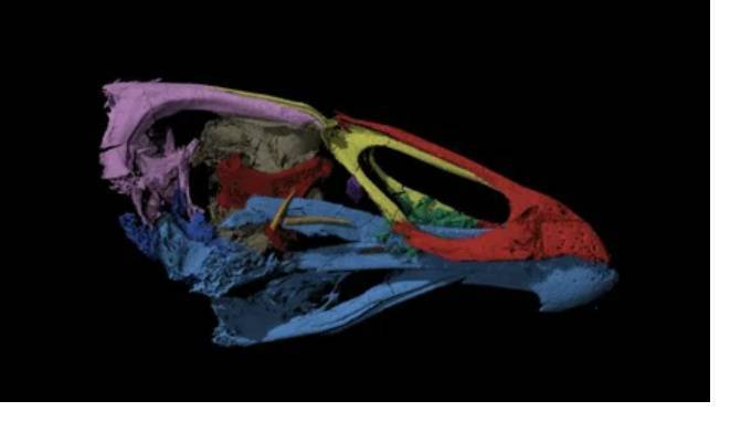 Обнаружена самая старая окаменелость предка современных кур и уток