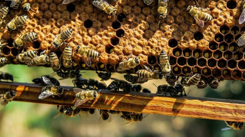 Минсельхоз просят ввести в России День пчеловода и Год защиты пчел