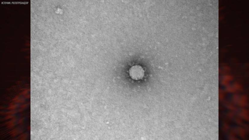 В России сделали первые фото частиц коронавируса