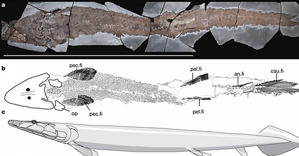 В Канаде нашли первый полный скелет рыбы с "зачатками" пальцев