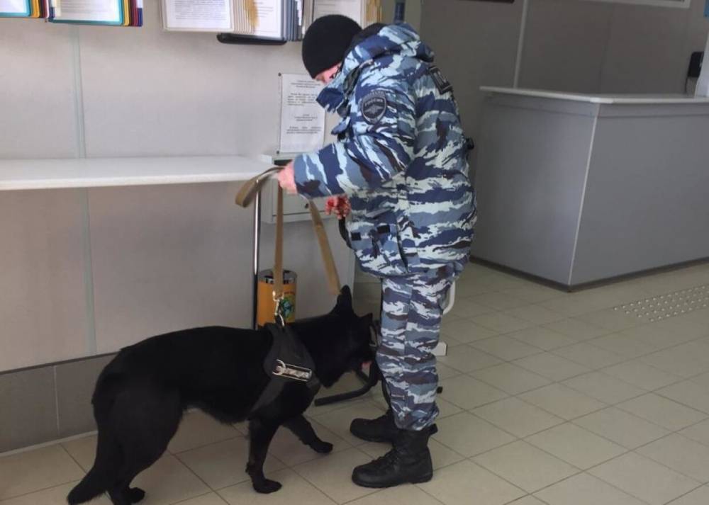 Служебные собаки будут работать в аэропорту Петрозаводска