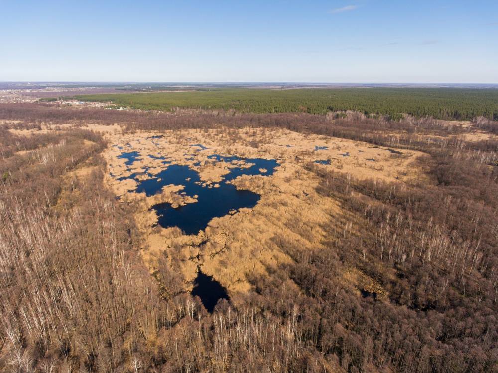 В Воронежском заповеднике показали необычное место обитания лебедей (ВИДЕО)