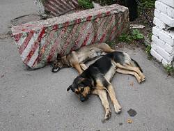 В российском регионе собрались ввести налог на собак