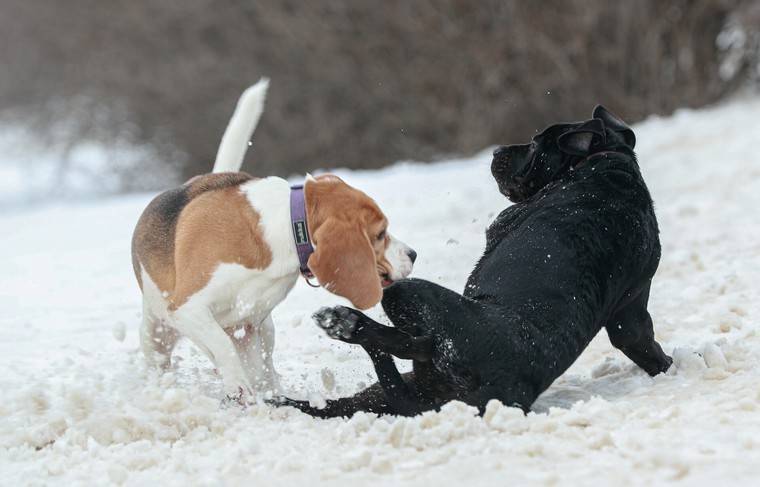 Налог на собак предлагают ввести в Якутии - news.ru - респ. Саха - Якутск