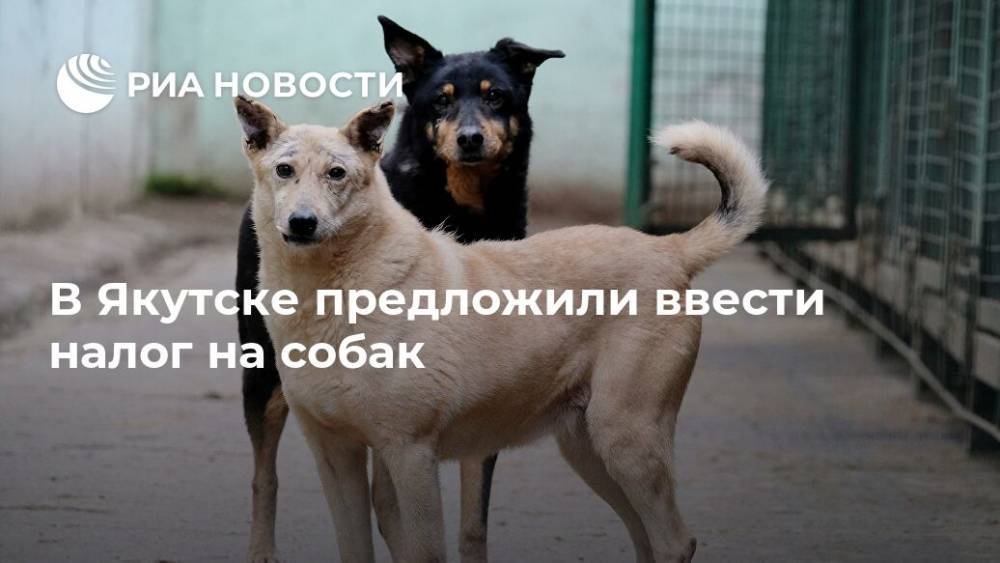В Якутске предложили ввести налог на собак
