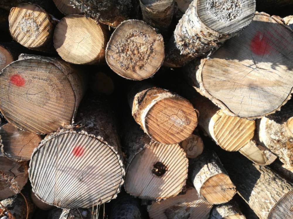 В Петербурге оштрафовали участника ВЭД, направившего на экспорт лесоматериалы
