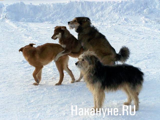 В Якутии задумались о введении налога для владельцев собак
