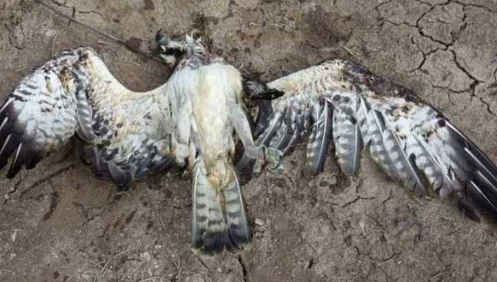 В двух районах Кубани зафиксирована массовая гибель птиц и зайцев