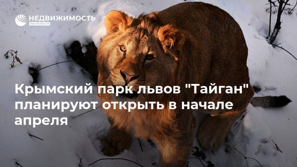 Крымский парк львов "Тайган" планируют открыть в начале апреля