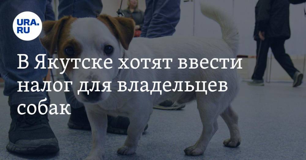 В Якутске хотят ввести налог для владельцев собак