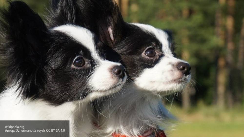 Власти Якутска могут обязать владельцев собак платить налог