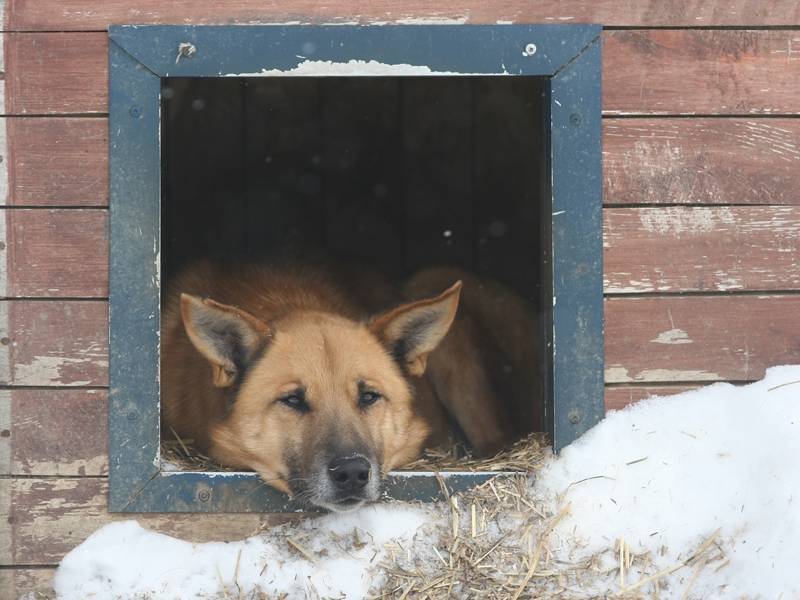 В Якутии хотят ввести налог на собак из-за нехватки денег на приюты