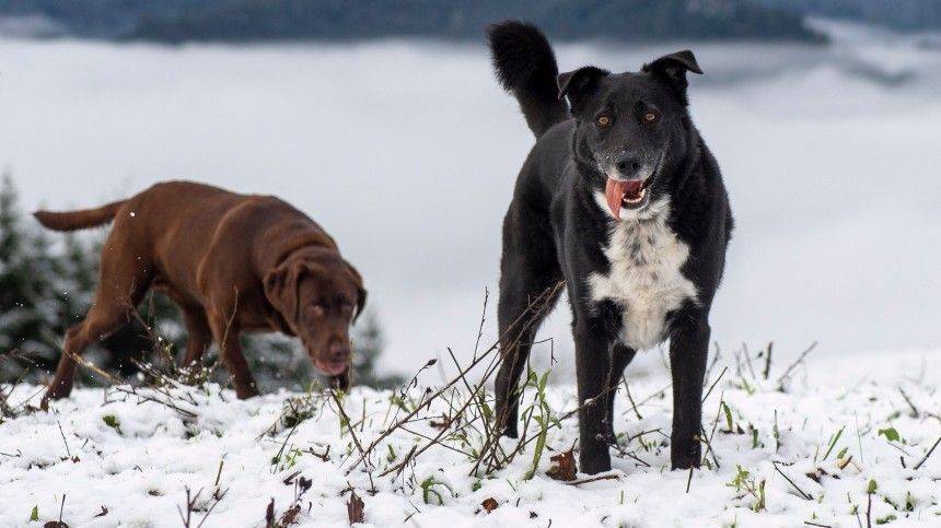 Налог на собак могут ввести в Якутске