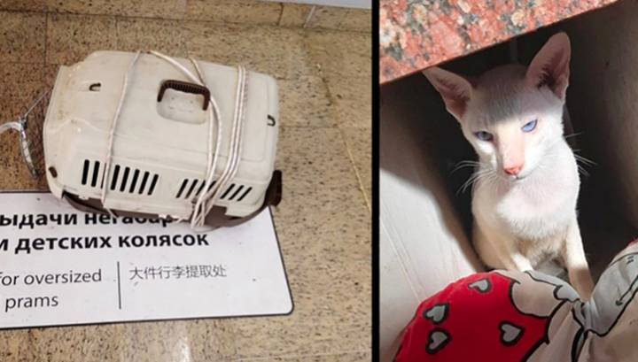 Виноват ветер: полиция не стала возбуждать дело после гибели кошек в Шереметьеве