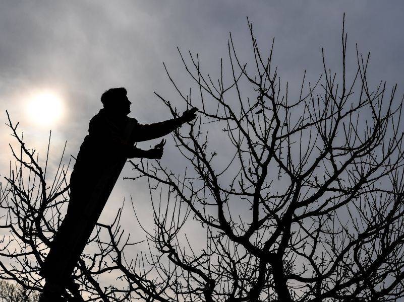 Москвичи жалуются на коммунальщиков, которые обрезают у деревьев все ветви