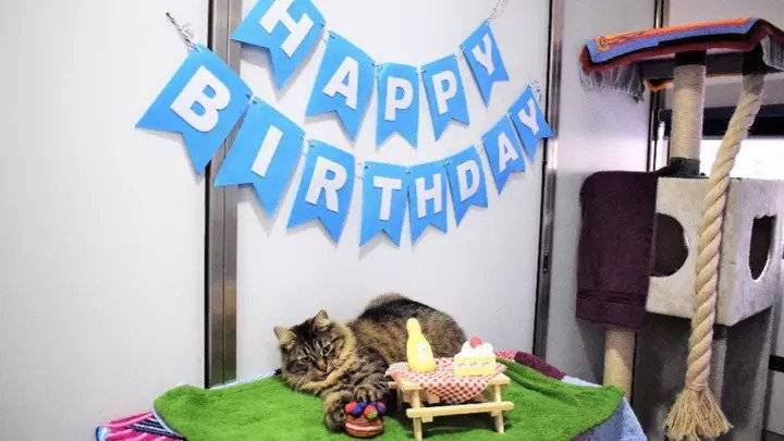 Кошке из приюта отчаянно ищут дом после того, как никто не пришел к ней на День рождения