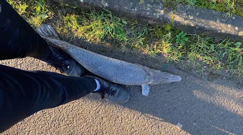 Странное существо: наполовину рыбу, наполовину – аллигатора – нашли прямо на пешеходной дорожке