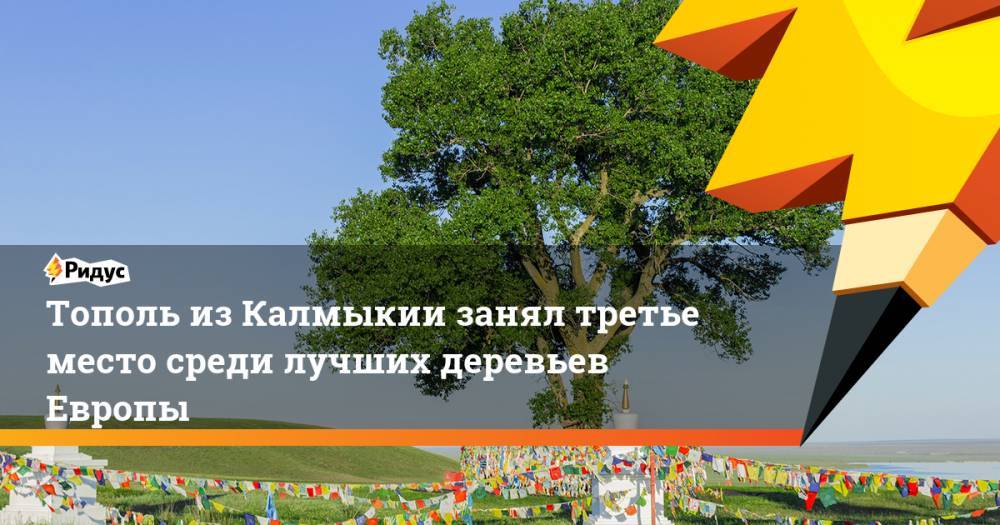 Тополь из Калмыкии занял третье место среди лучших деревьев Европы